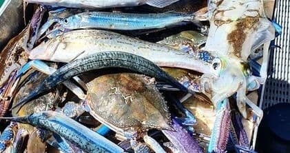 Water Activities: B.A Boat Hire and Charters' 4-Hour Fishing Trip in North Haven