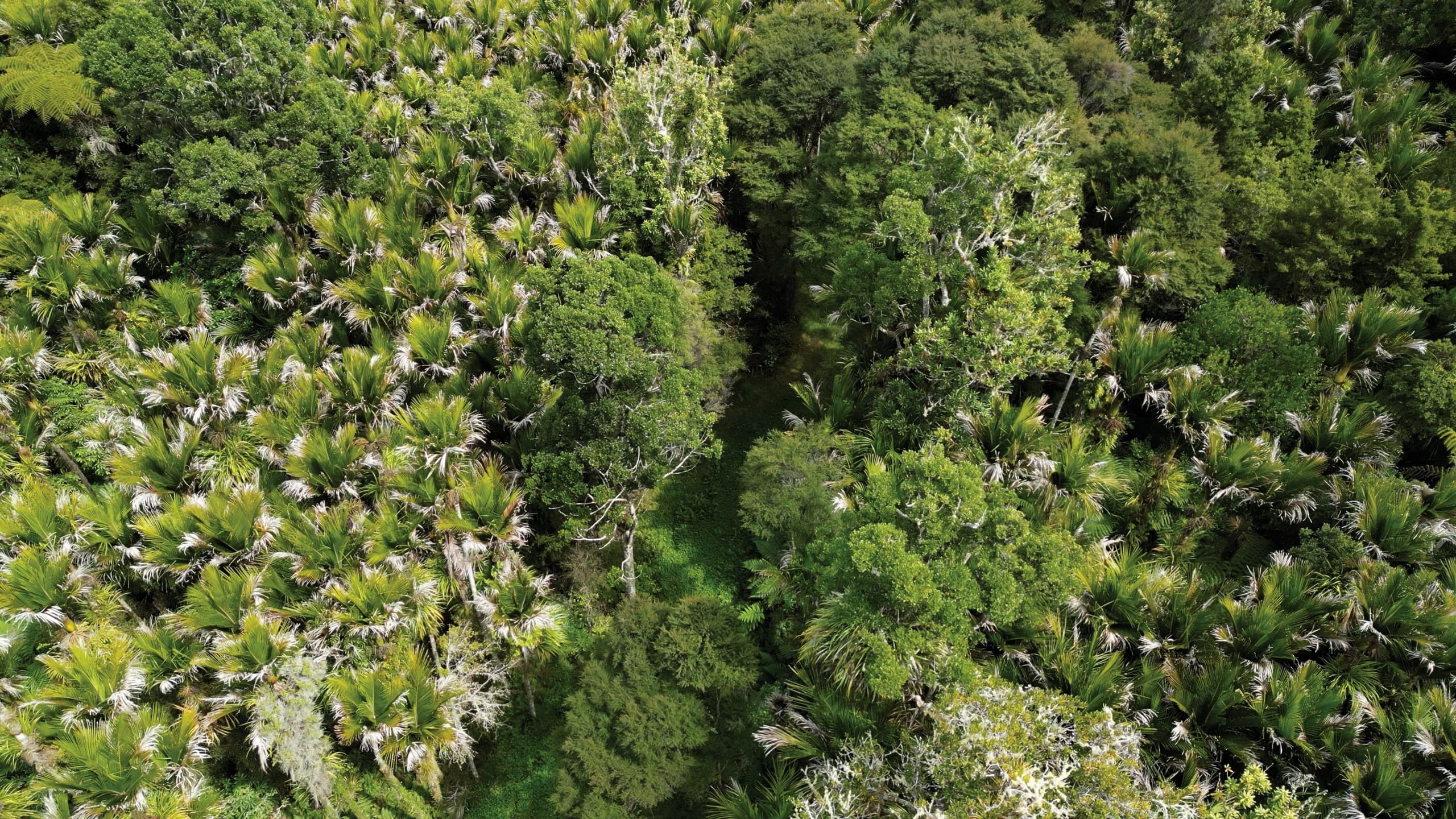 Donate to Protect Waipu Caves: Support Limestone Grottos, Glowworms & Local Conservation