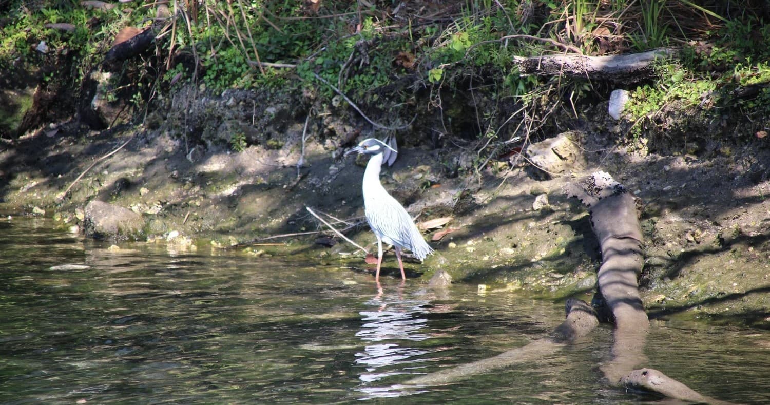 Private Kings Bay Eco Tour: Manatees, Springs & Wildlife in Crystal River photo 1