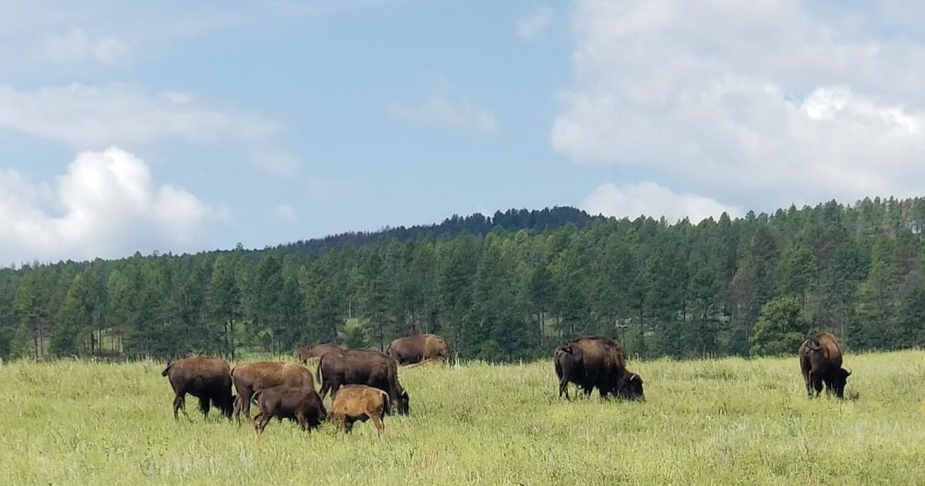 Private Jeep Safari & Hiking Tour in Custer State Park