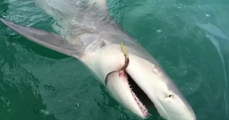 Shark Fishing with Reel Sharp Sportfishing in Islamorada