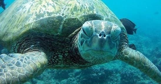 Green sea turtle swimming near coral reef in Hawaiian waters