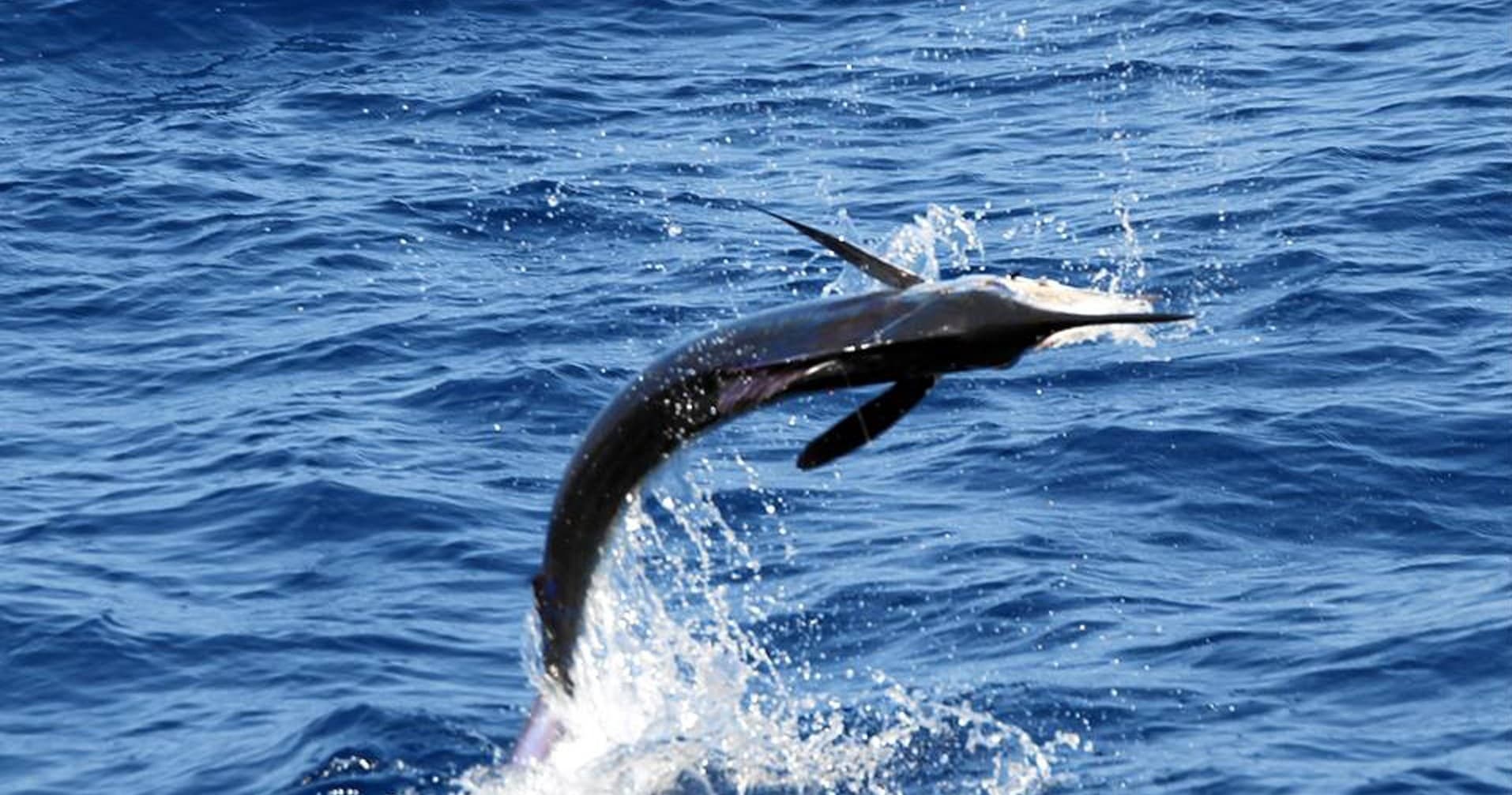 Marlin leaping from open ocean during offshore sportfishing trip