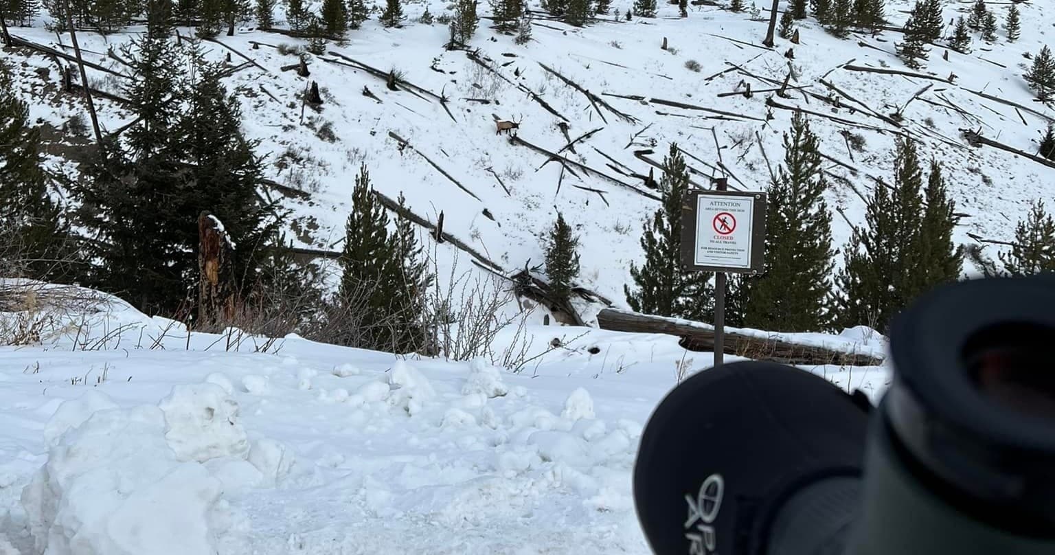 Yellowstone Winter Wildlife Safari with Casanova Guided Tours