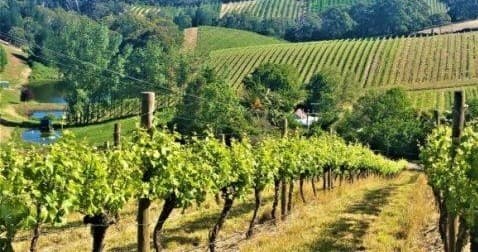 Vineyard rows in rolling hills, scenic wine tour in Adelaide