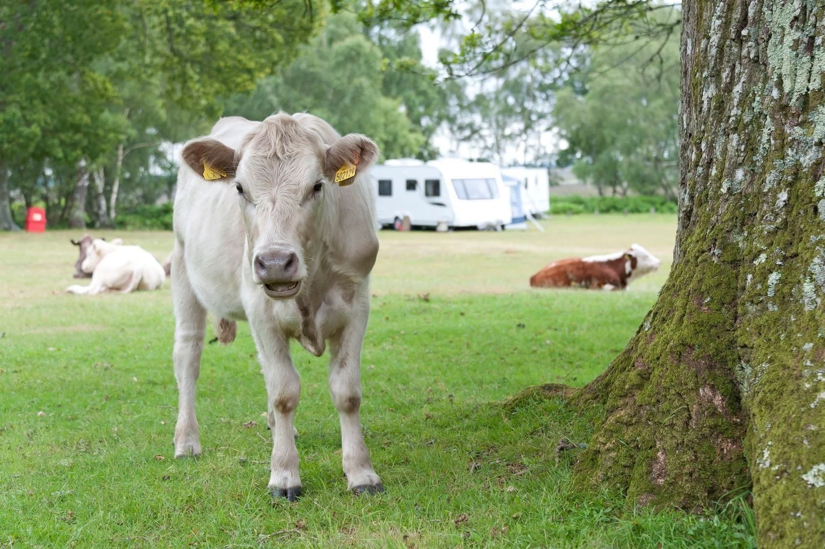 Young Commoners Walk and Talk: Experience New Forest Commoning in Brockenhurst photo 1