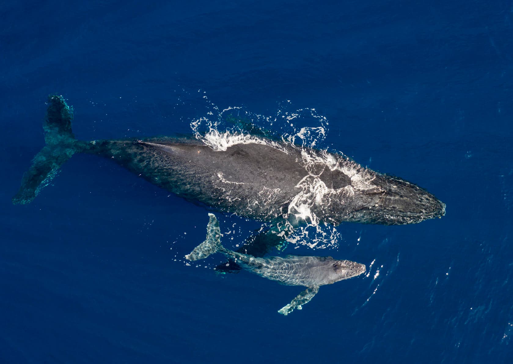 Wildlife & Water: Humpback Whale Watch from Kona Coast