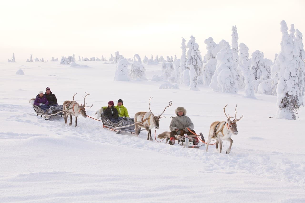 Reindeer Safari in Lapland with Arctic North