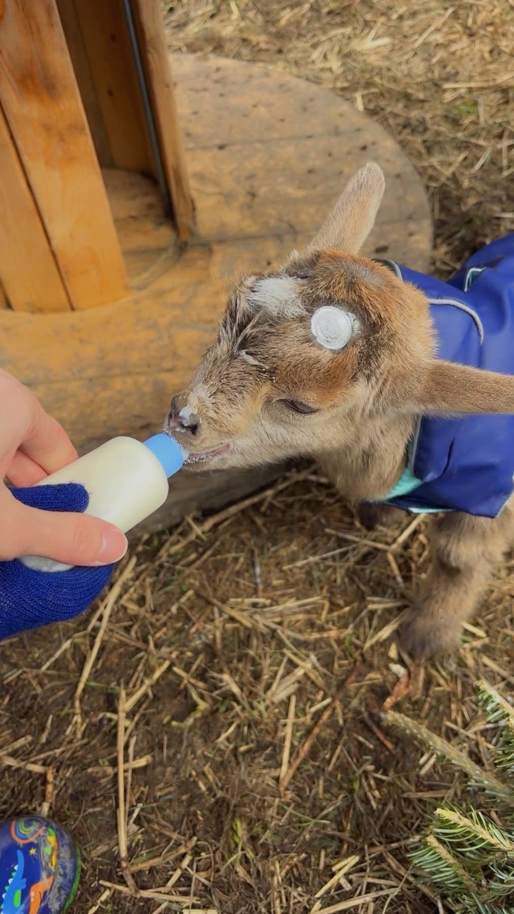 Bottle-Feed Baby Goats in Martintown: 30-Minute Farm Snuggle Experience