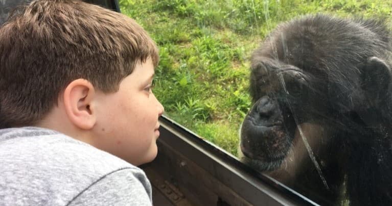 Youth Group Chimps Tours in Morganton: Project Chimps Educational Field Trips