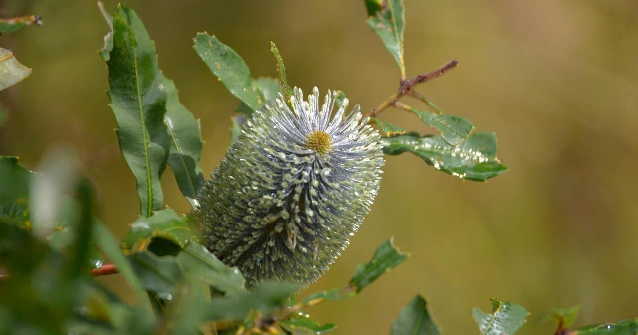 Close-up spiky teasel plant with dewdrops in woodland edge setting