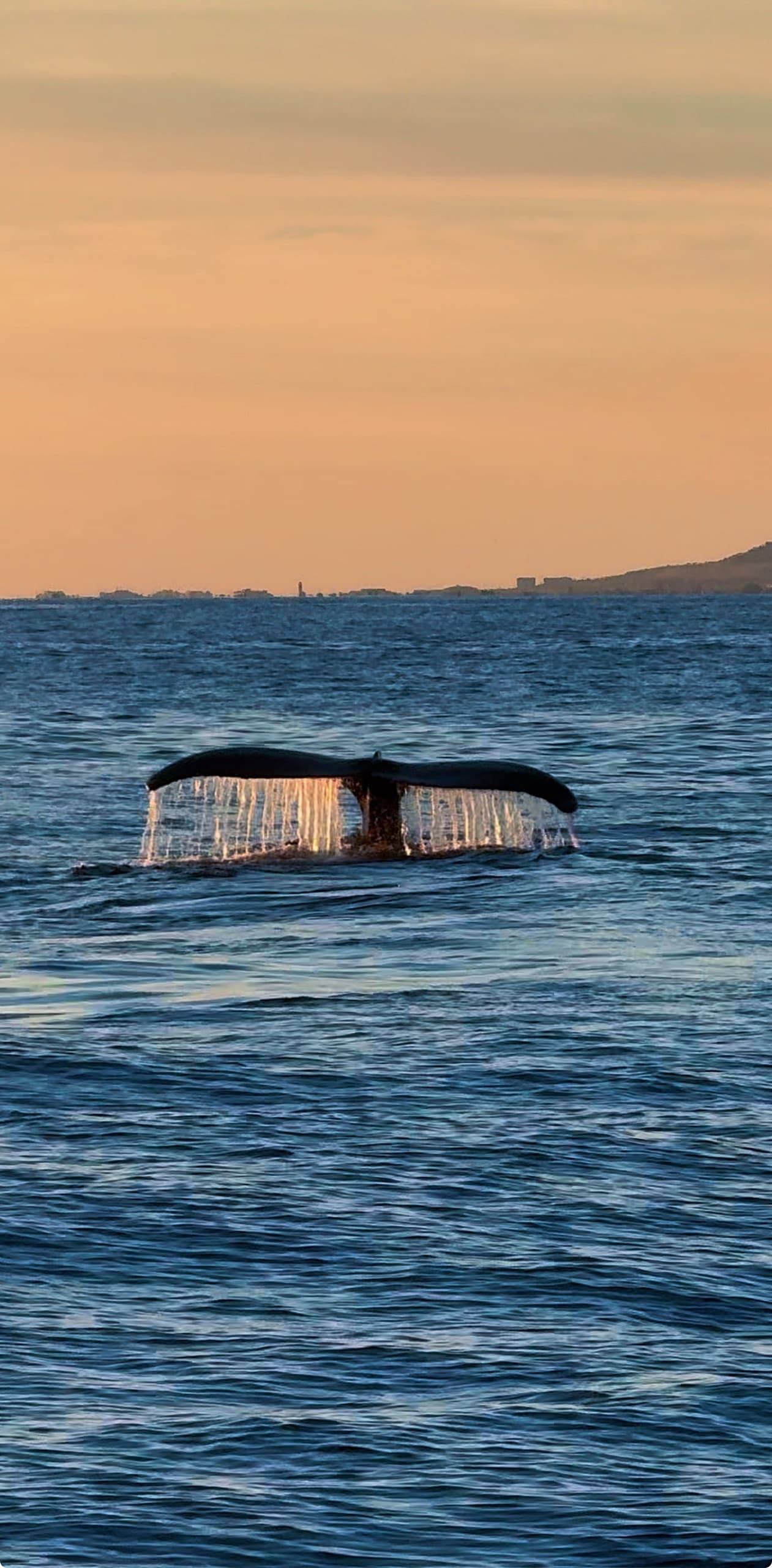 Unforgettable Whale Watching Boat Tour in Honolulu, Hawaii