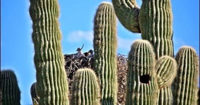 Arizona Jeep Sunset Tour with Wild West Jeep Tours