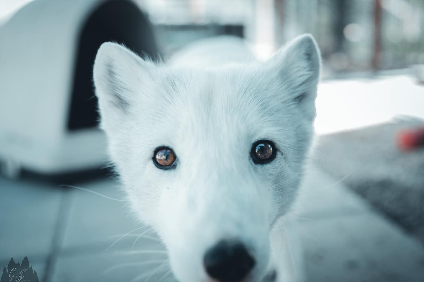 Arctic fox close-up on snowy shelter porch, cold outdoor habitat