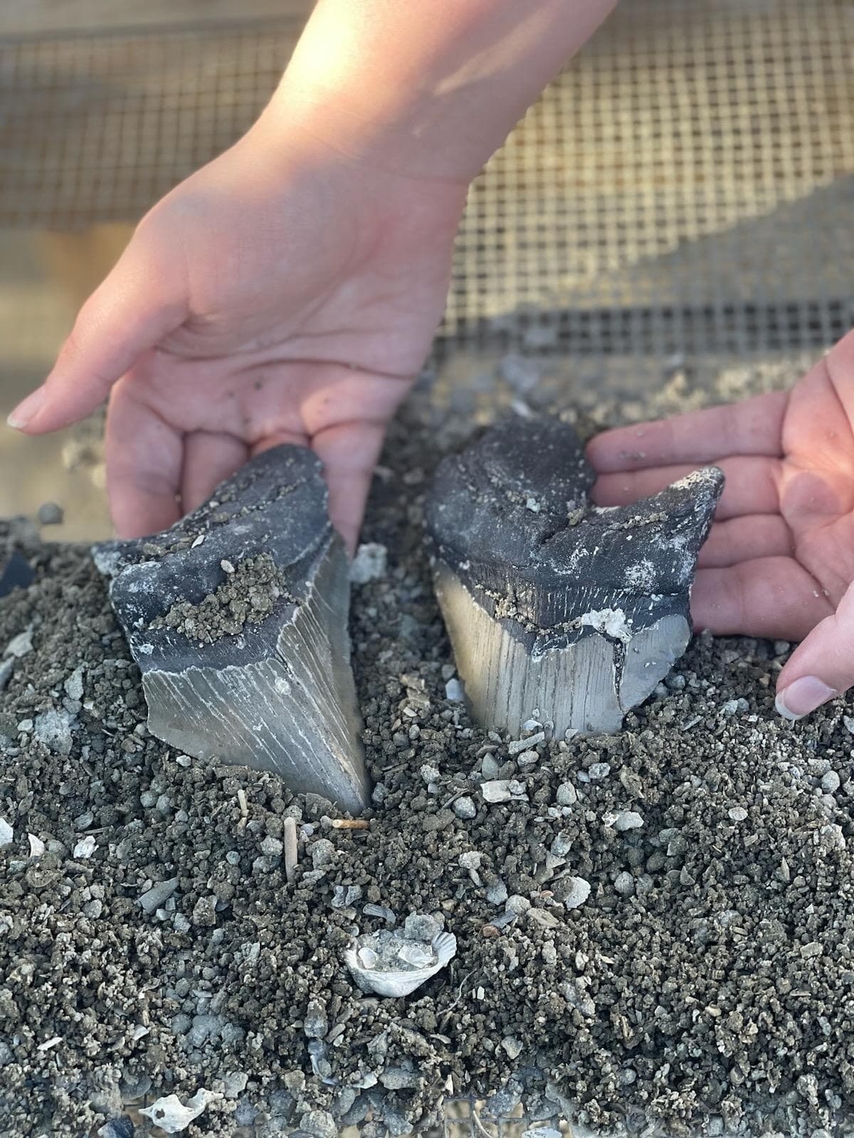 Bull Shark Premium Dig in North Myrtle Beach, SC