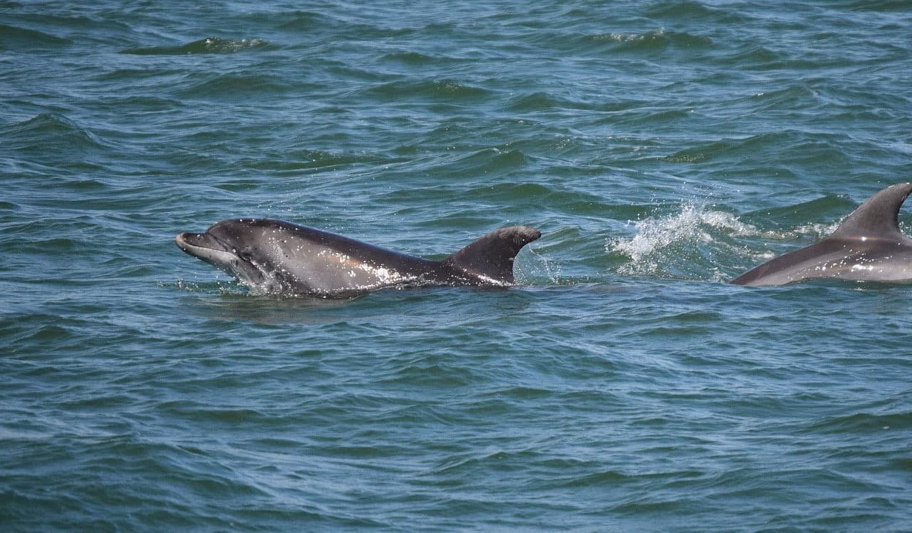 Private Dolphin Sail on Lazy Daze Catamaran — Panama City Beach Gulf Encounter photo 3