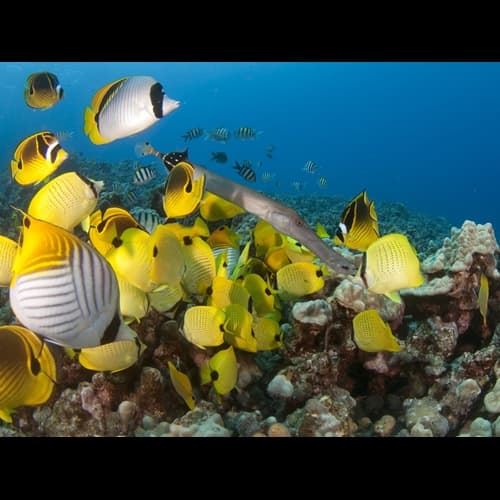 Water Activities & Jack's Diving Locker in Kona