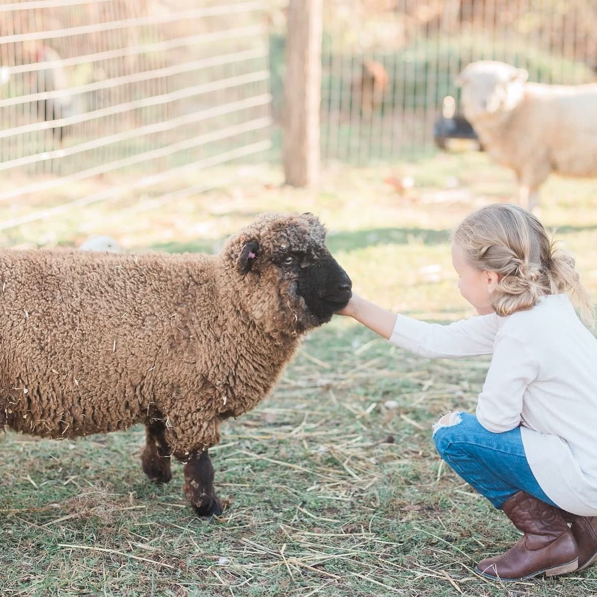 Child feeding a sheep on a rustic farm pasture during farm visit