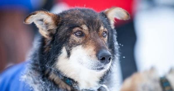 Dog Mushing Kennel Tour in Fairbanks with Douglas Fir Mushing