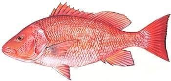 Epic Eight Hour Offshore Snapper Fishing Adventure from Savannah, Georgia