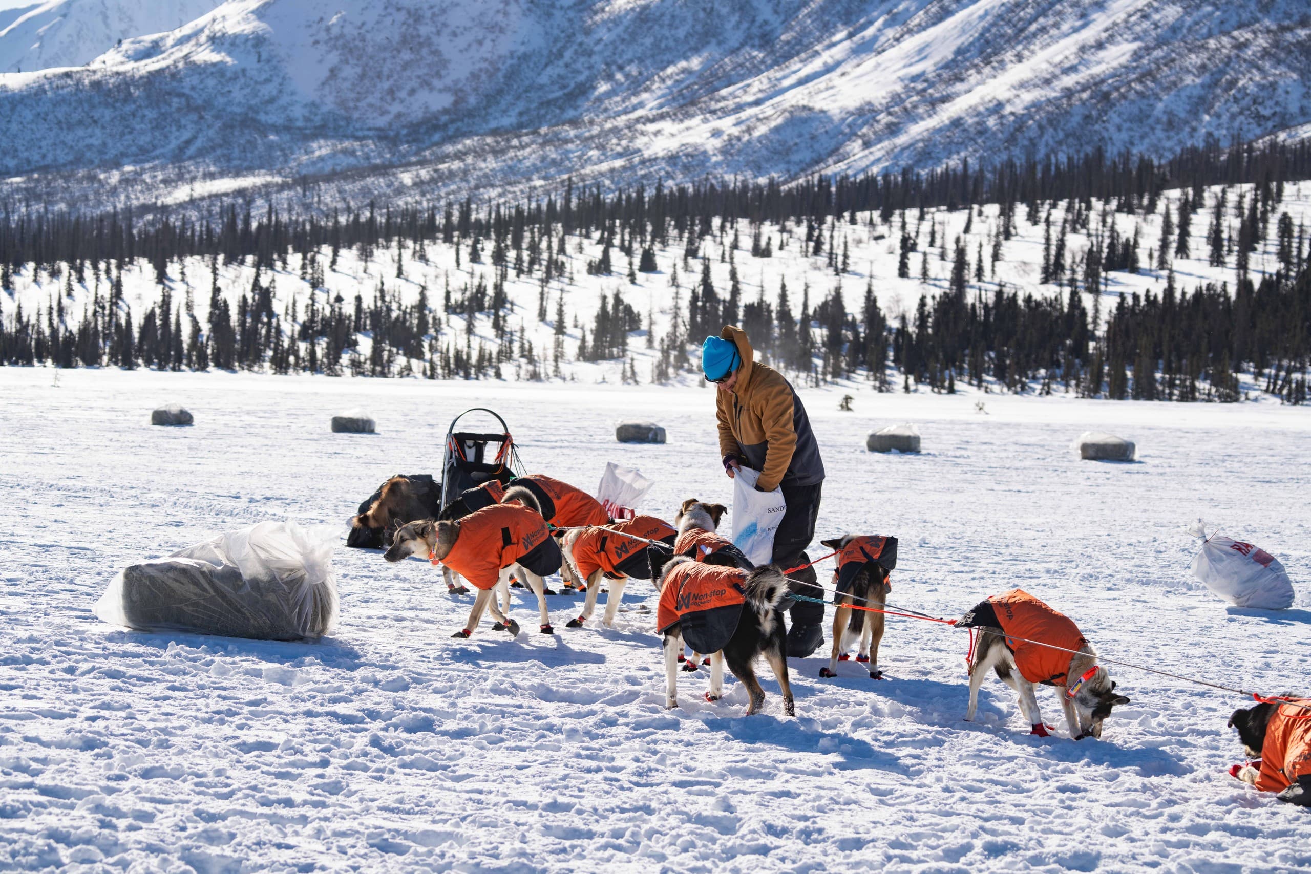 Experience the Iditarod at Rainy Pass Checkpoint: A Front-Row Seat to Alaska’s Legendary Dogsled Race photo 2