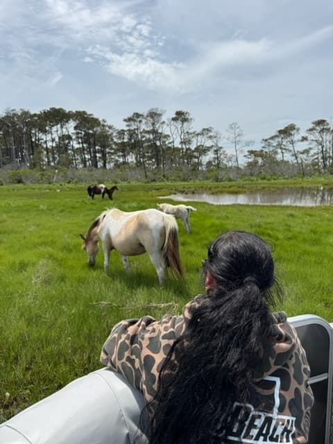 Pony Only Tours: Wild Ponies of Chincoteague, VA