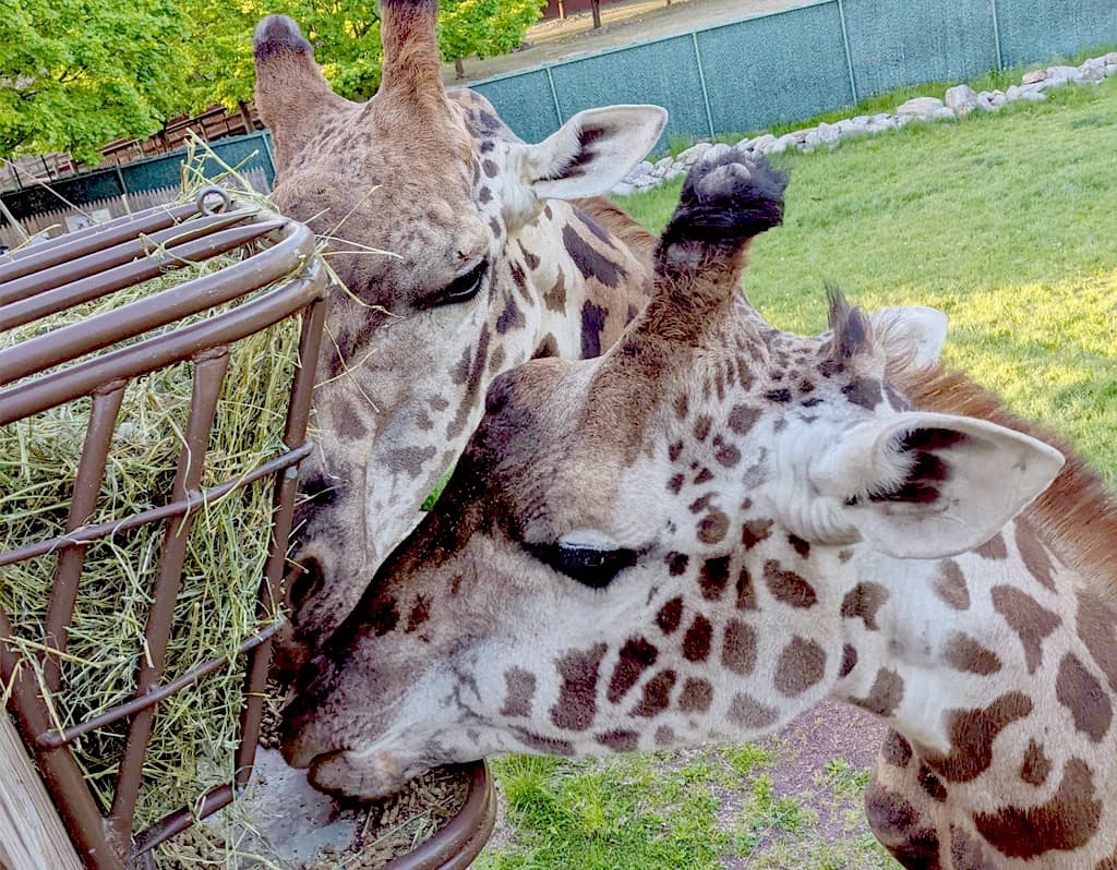 Lehigh Valley Zoo team