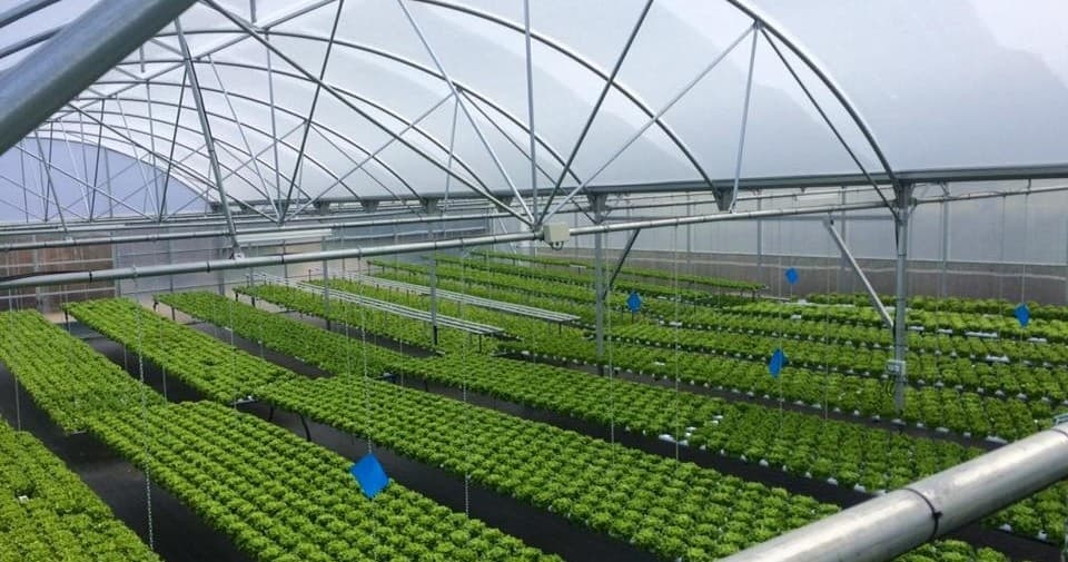 Hydroponic Farming & Tours at Soilless Farm in Amarante