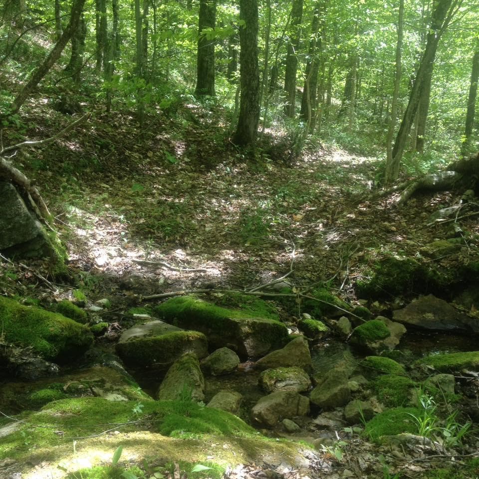 Mossy forest stream and rocky trail in shaded woodland hike