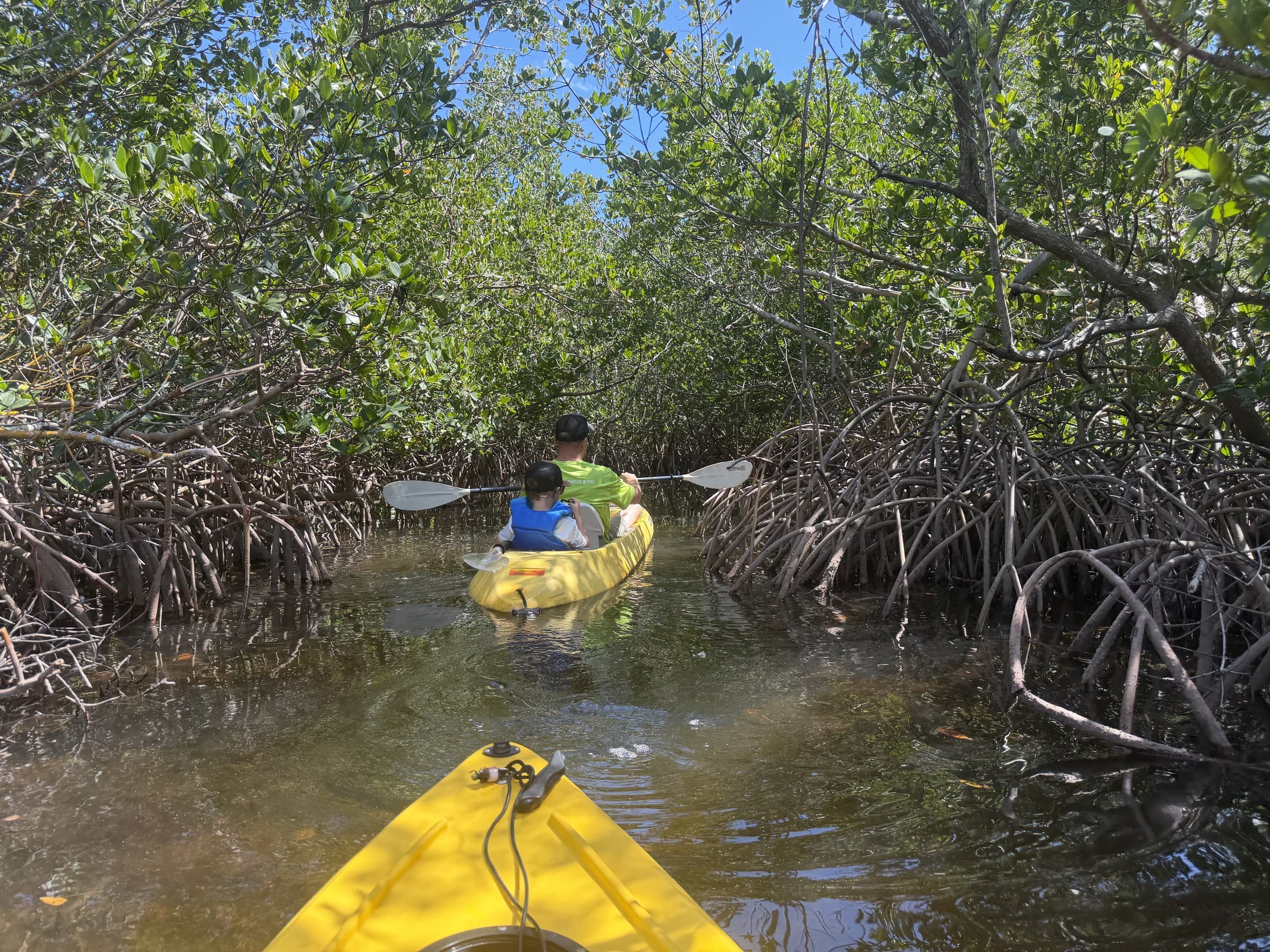 Paddle Sarasota’s Mangrove Tunnels: Morning Clear-Bottom Kayak Tour