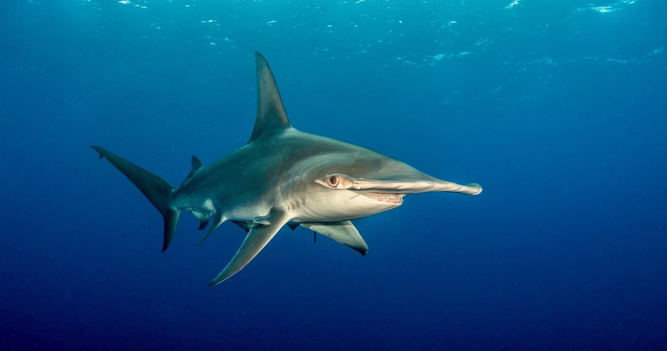 Shark Dives in Jupiter FL Certified Shark-Encounter Scuba Trips Off Florida Coast photo 2