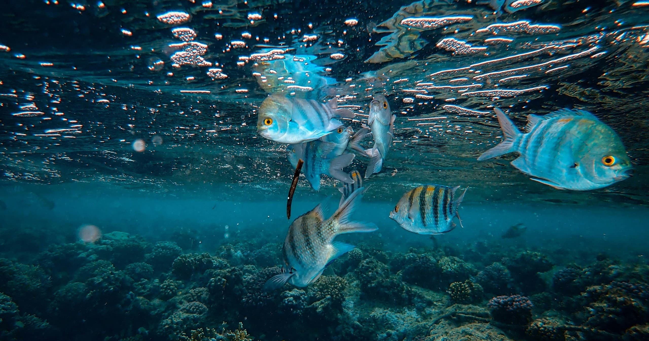 Fishing Charters in Jupiter with Reel Floridian