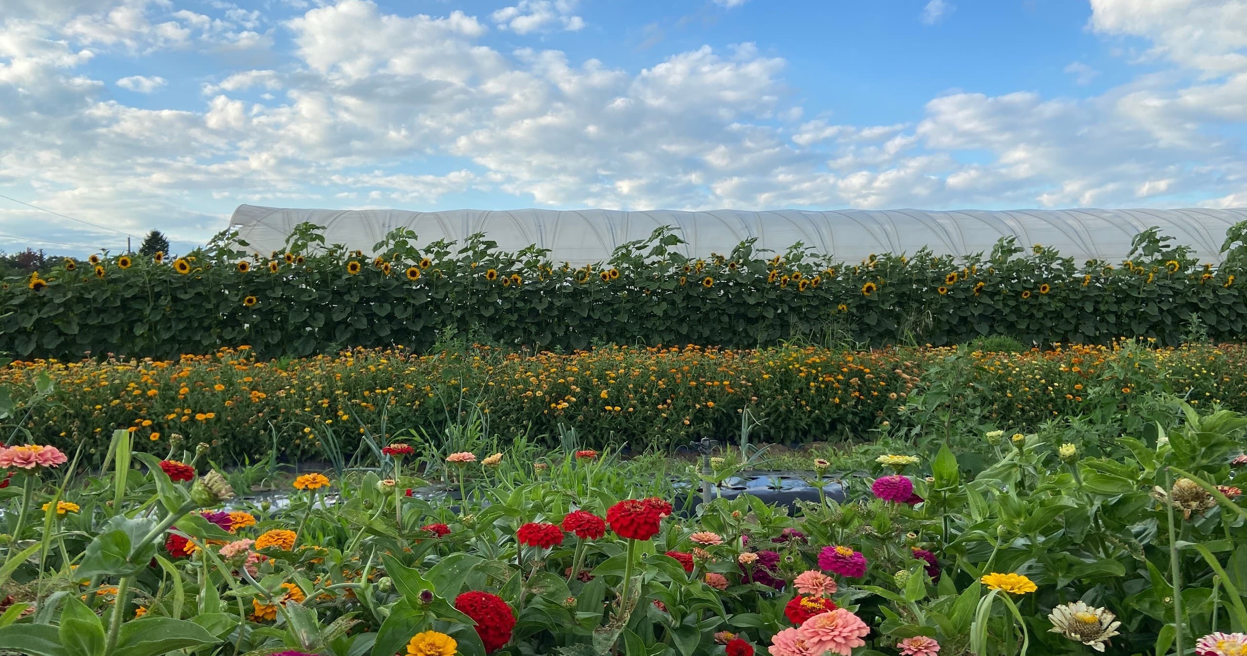 Land Adventures at Howe Family Farm: Private Flower Workshop