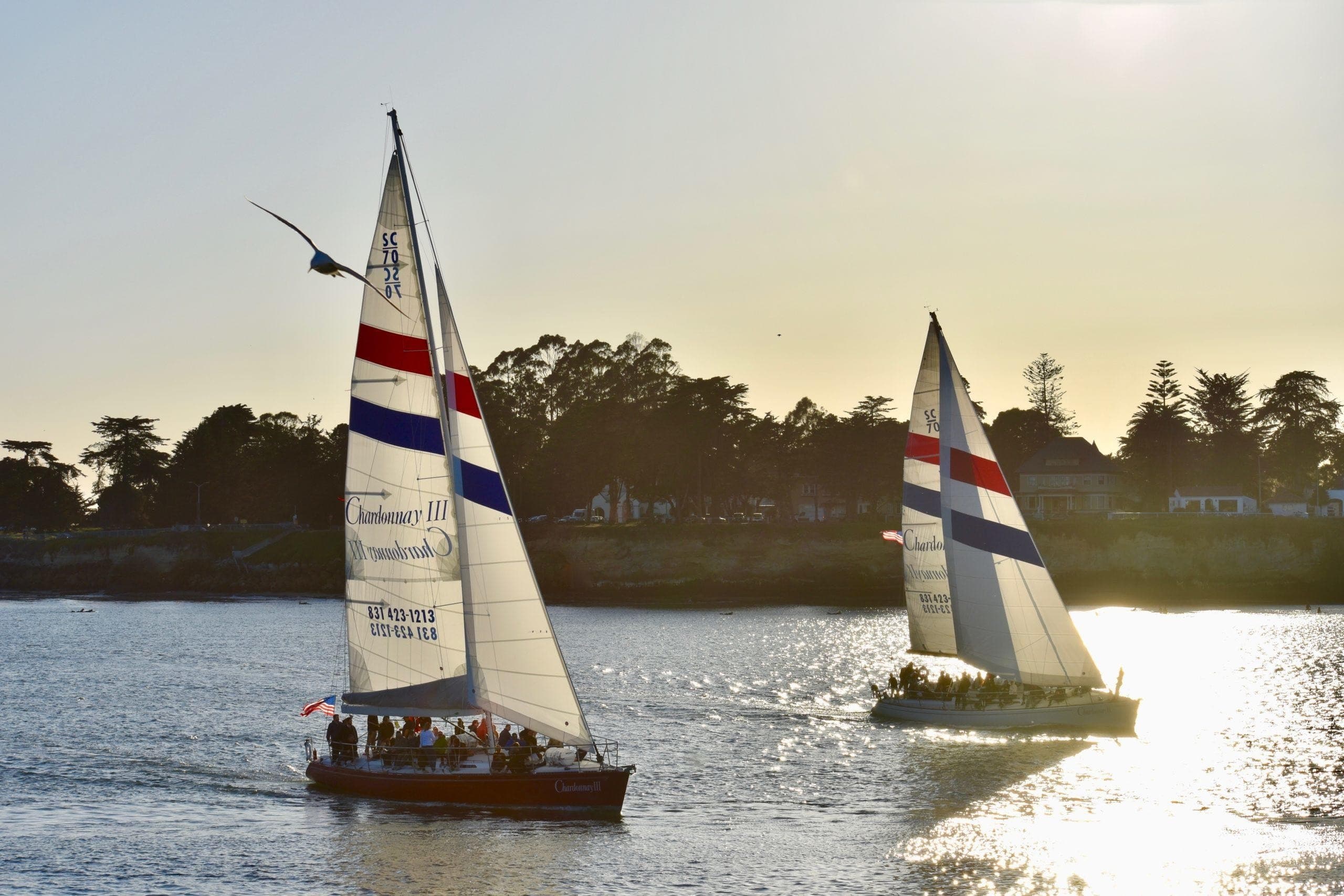 Scenic 2-Hour Coastal Sail in Santa Cruz, CA