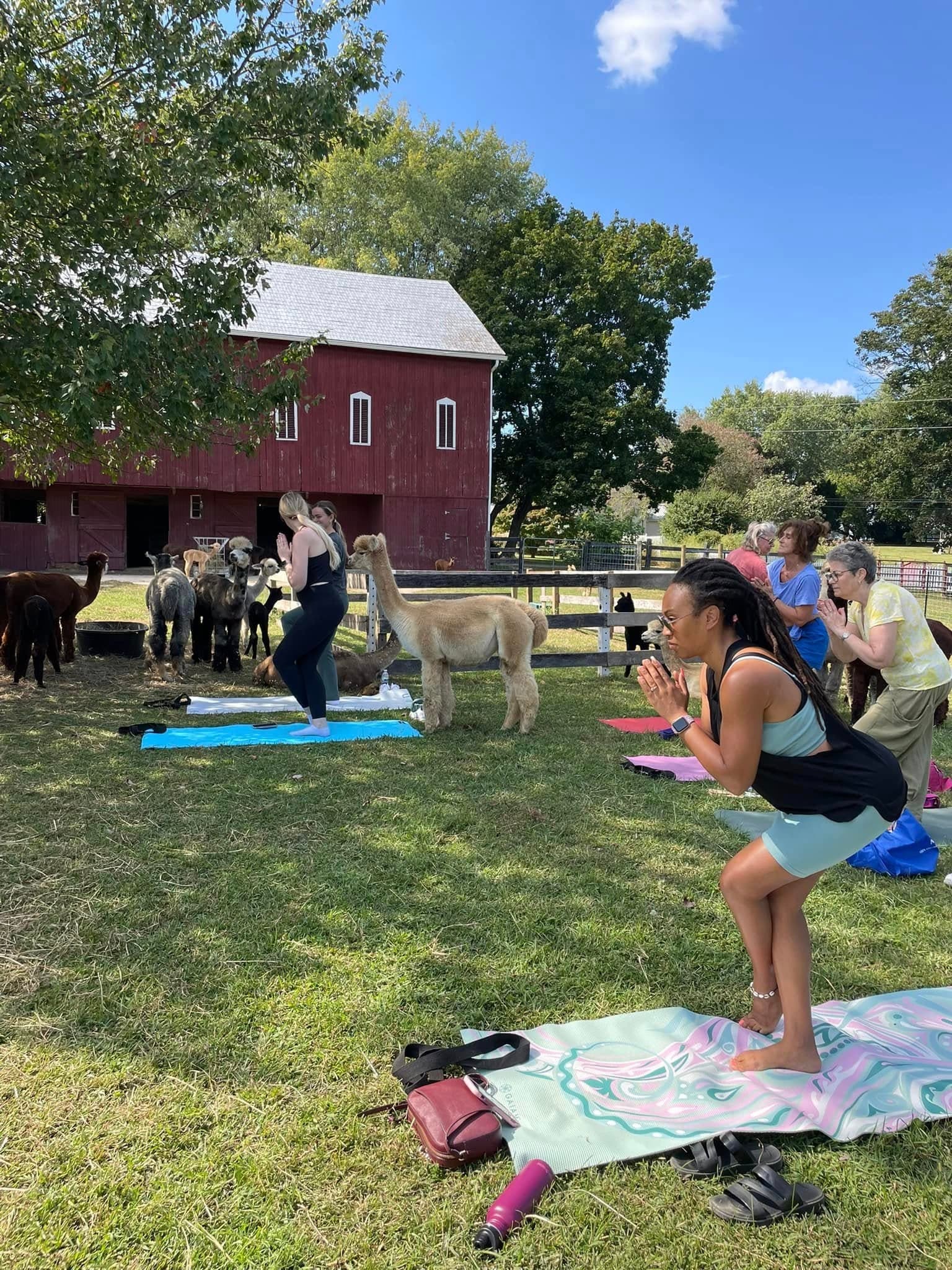 Farm-Field Yoga: Stretch with Alpacas in Finksburg, Maryland photo 2