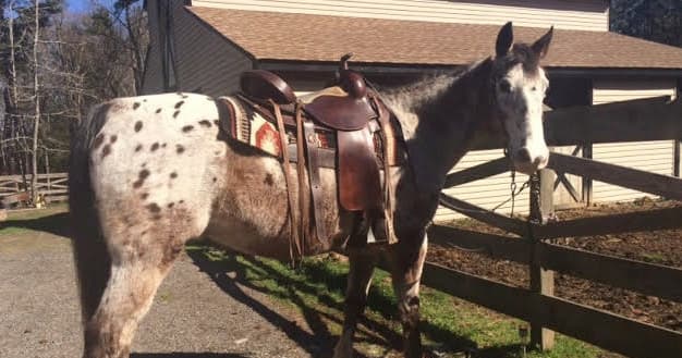 Appalachian Horse Adventures team