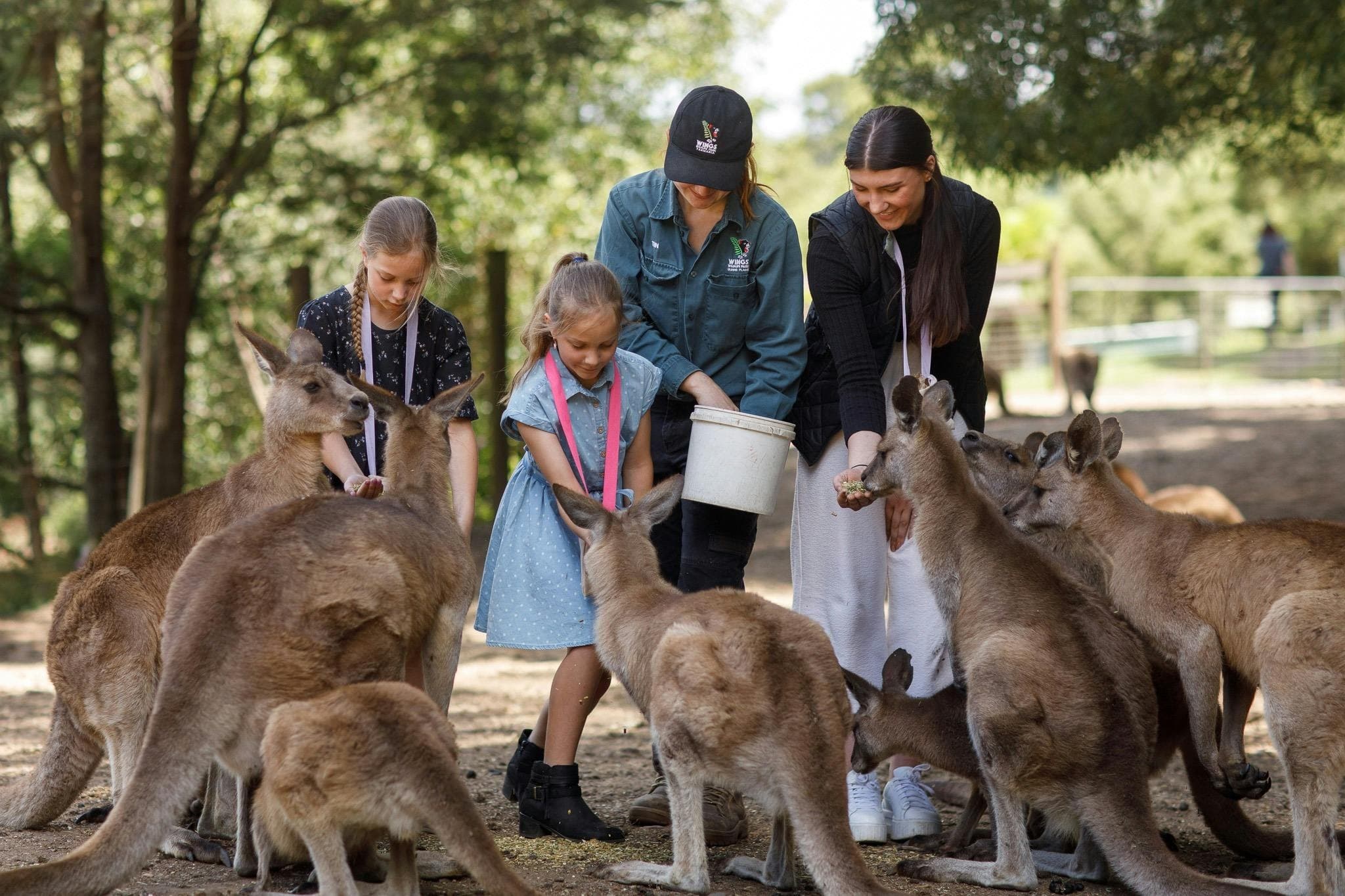 Explore Tasmania's Northwest: Stanley and Boat Harbour Day Tour Guide