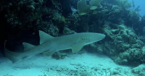 Reef shark gliding over sandy seabed, marine wildlife dive sighting