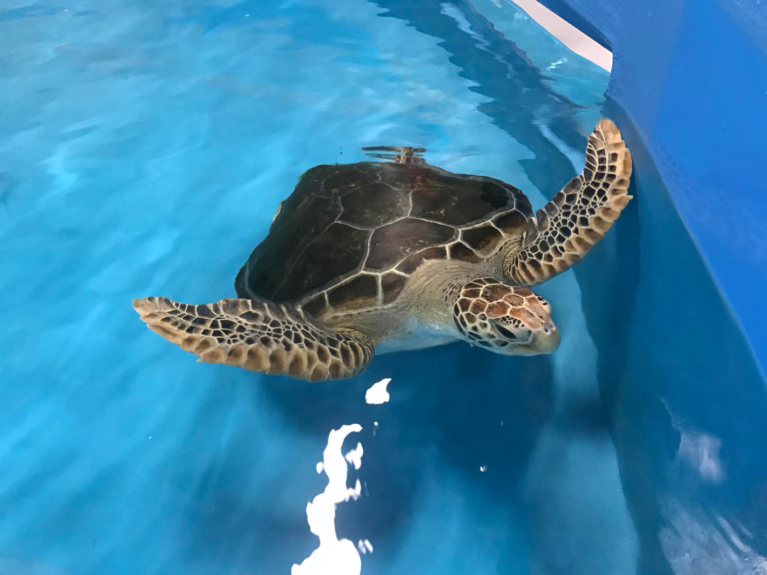 Day Tour: Cairns Aquarium & City Sights with Cairns Discovery