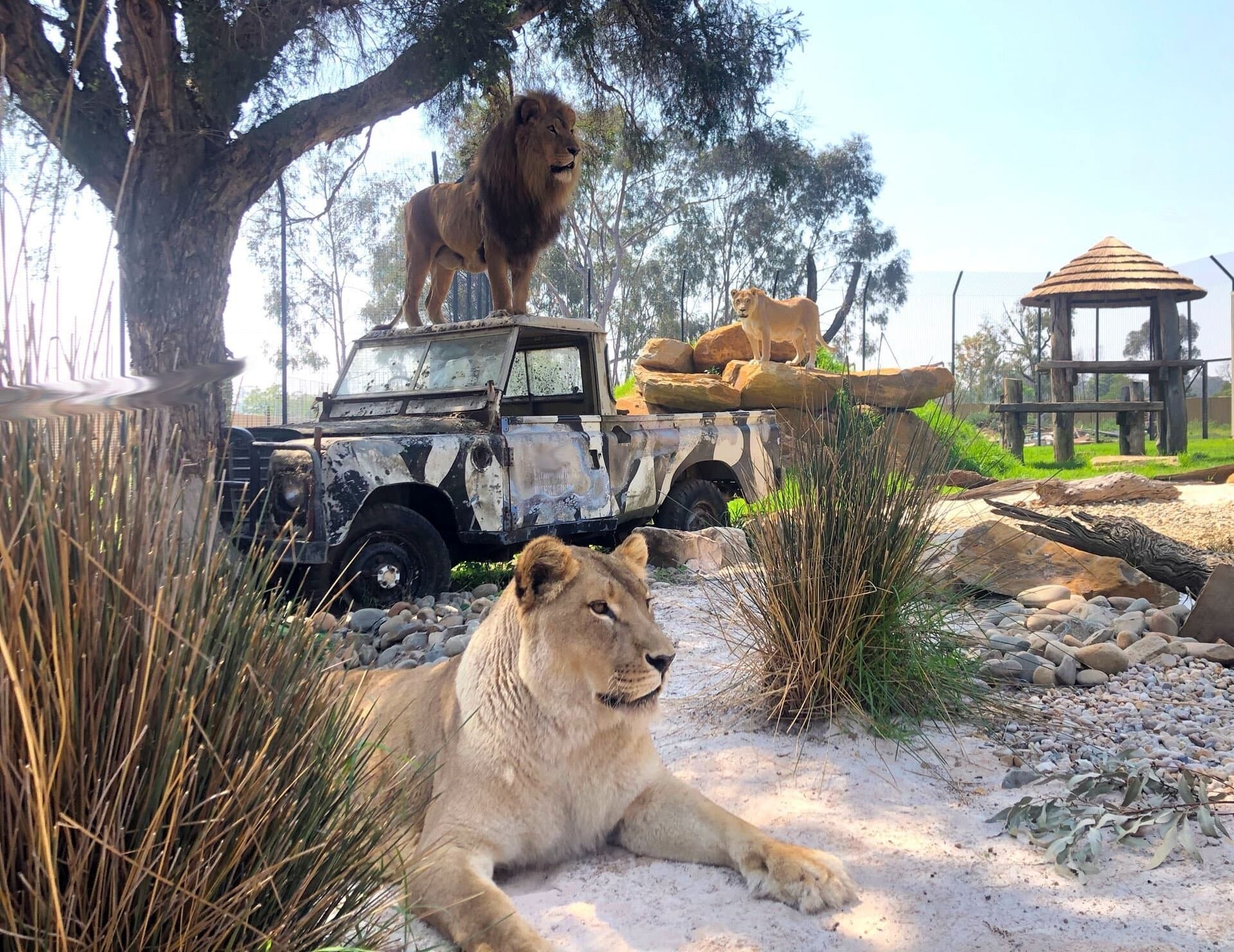 Wildlife Encounters at Zambi Wildlife Retreat