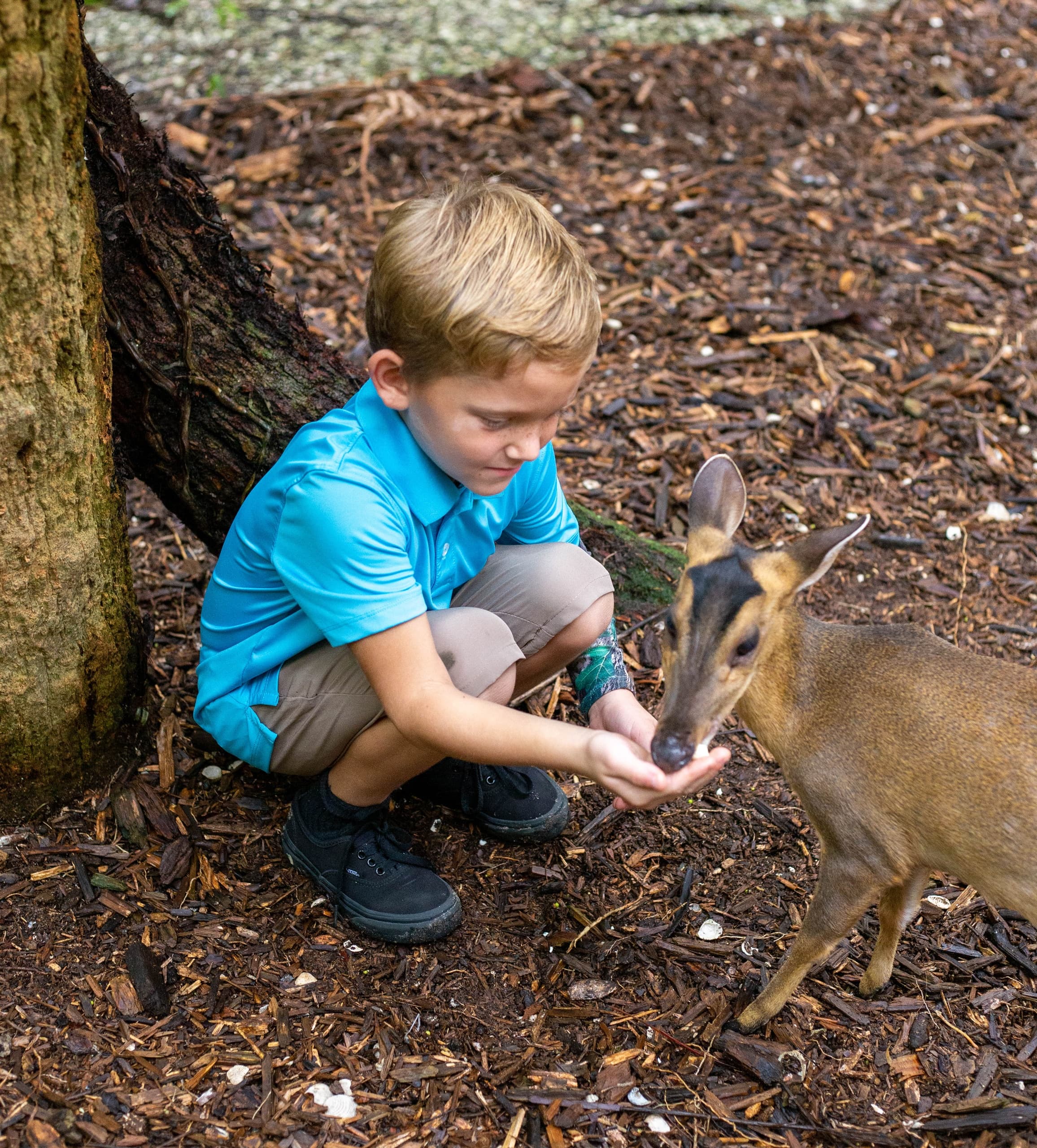 Reeves Muntjac Deer Encounter at Sarasota Jungle Gardens