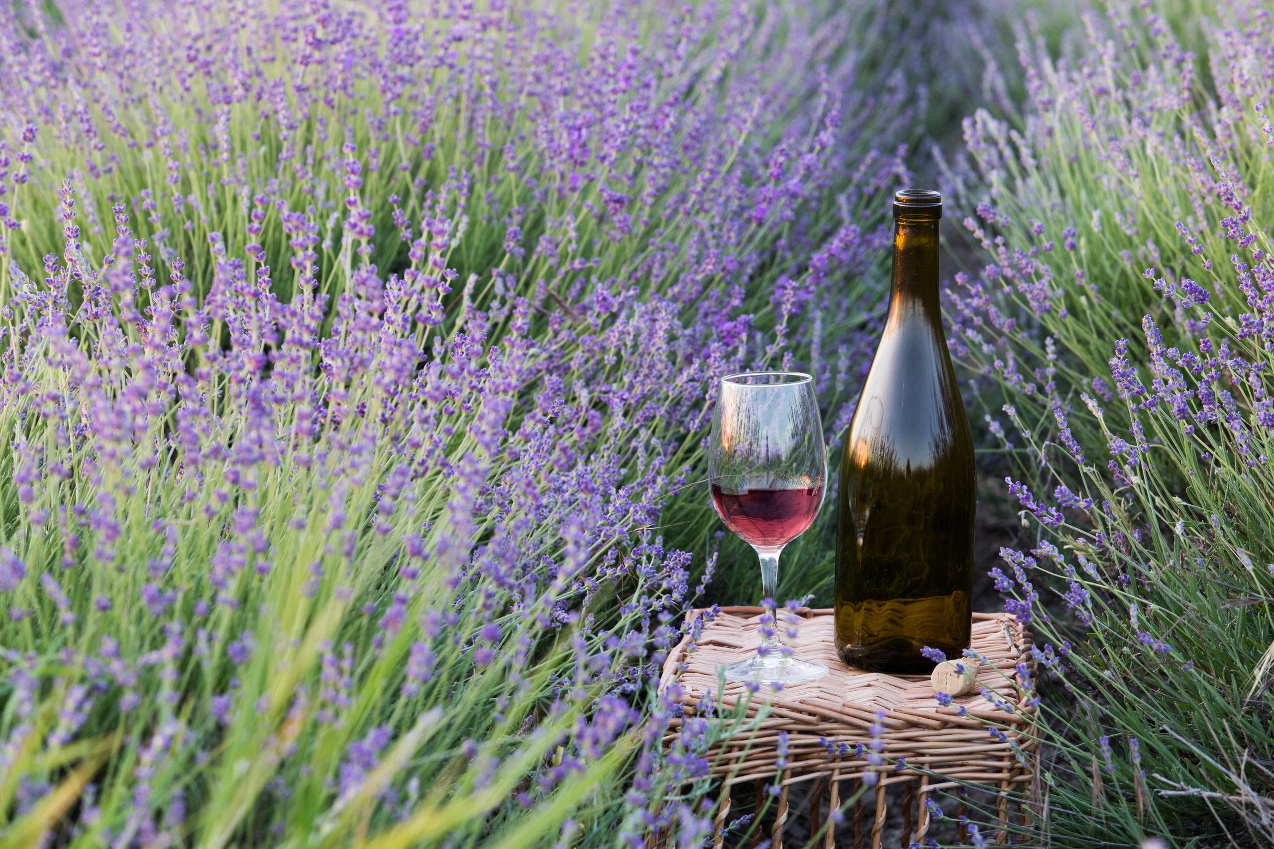 Wine & Lavender Garden Tour with Delmarva Discovery Tours