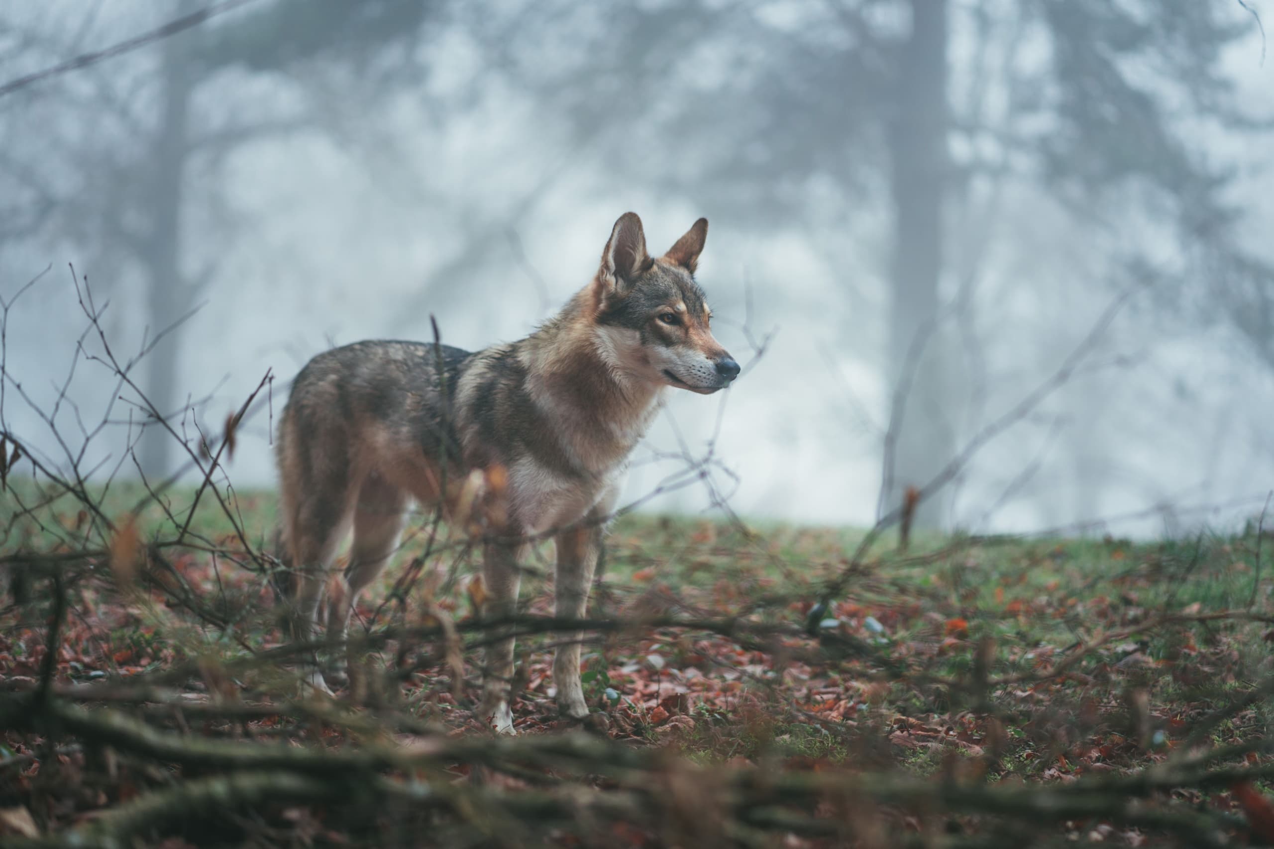 Wolf Tracking Adventure with True Nature Sweden AB