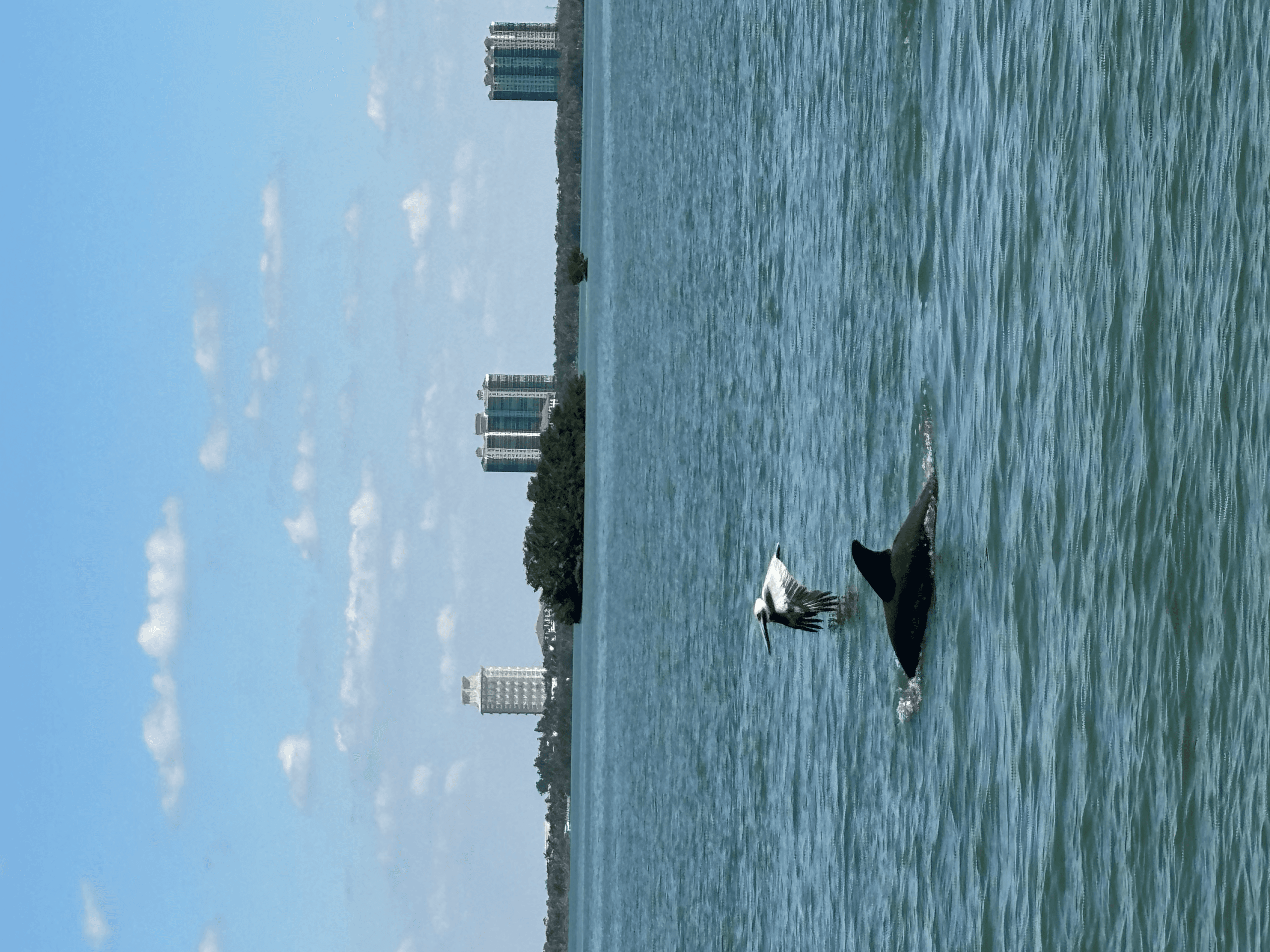 Backbay Dolphin Cruise in Fort Myers Beach — 2-Hour Wildlife & Scenic Boat Trip photo 3