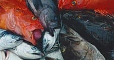 Half Day Salmon Fishing with Good Time Halibut Charters in Homer
