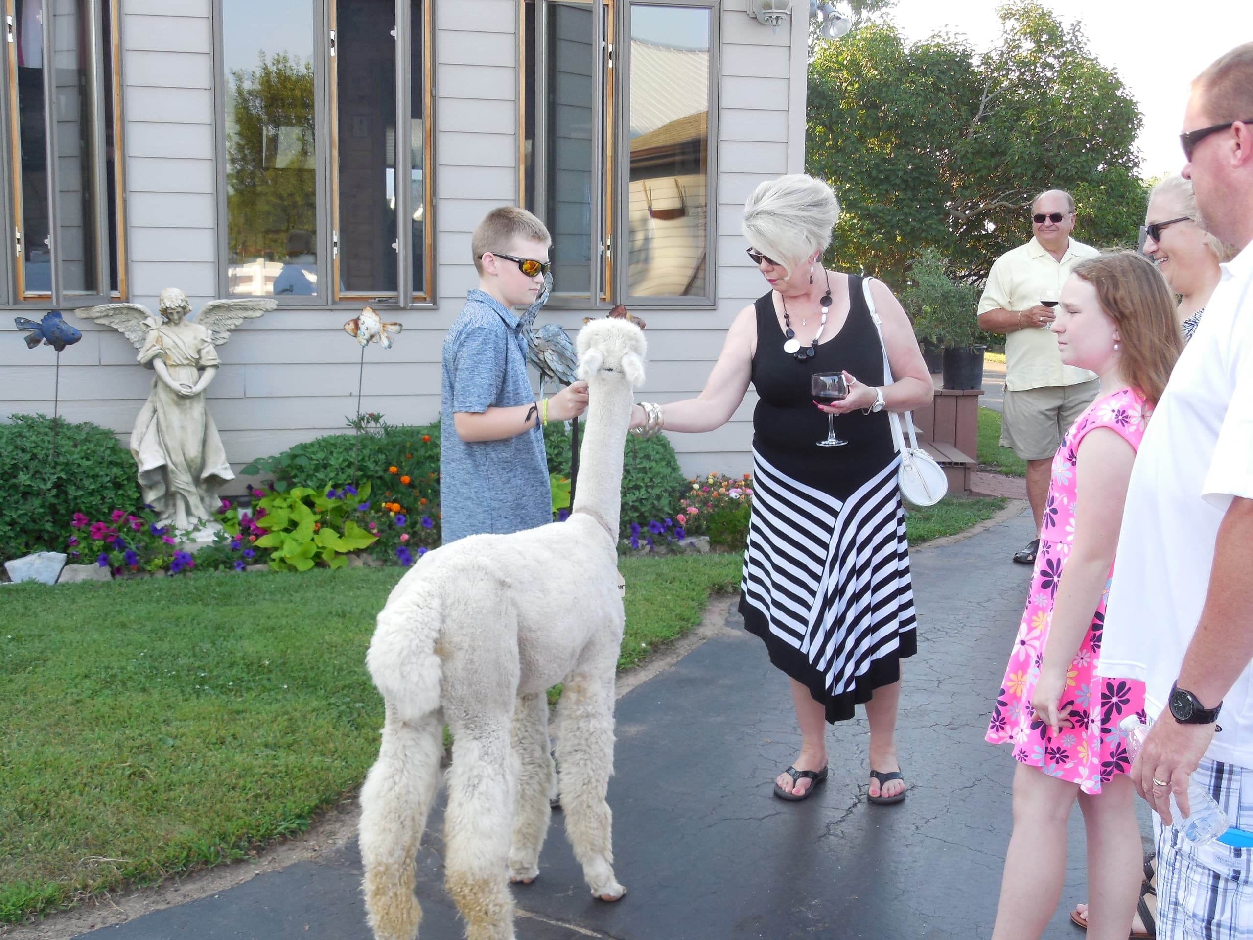 LondonDairy Alpacas team
