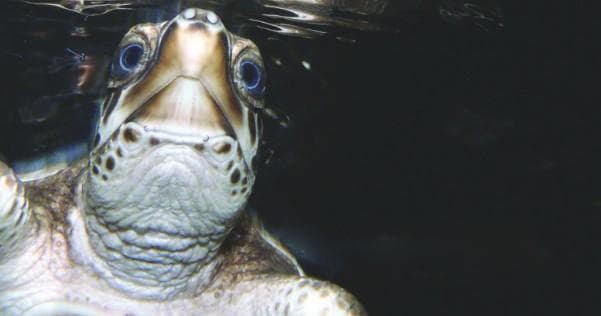 Discover Sea Turtles at Tybee Marine Science Center: An Interactive Coastal Adventure