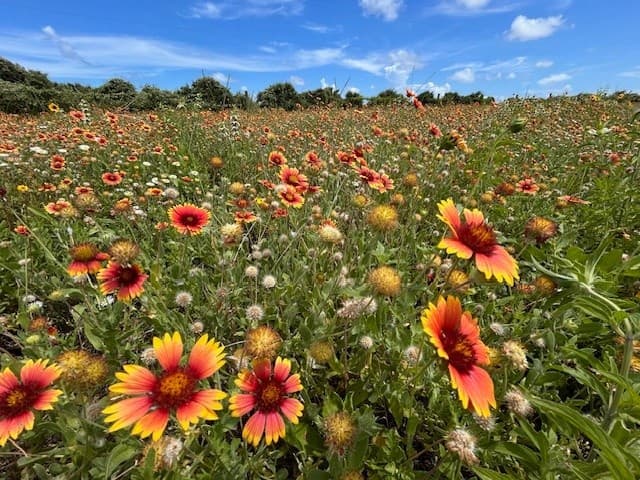 Hands-On Coastal Prairie Restoration on Galveston Island
