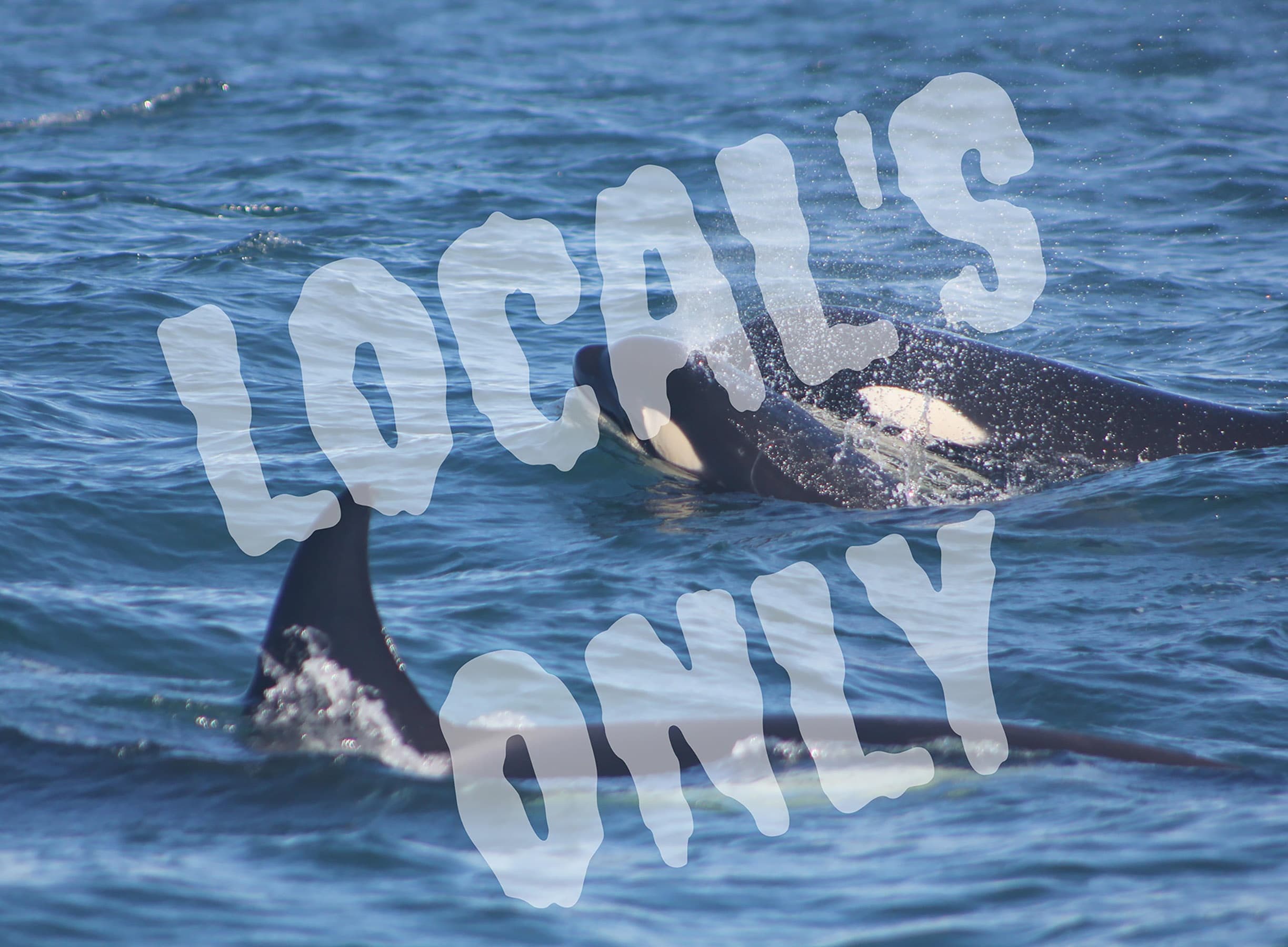 Private Locals Sail in Oceanside, California