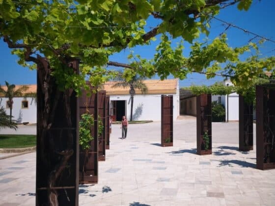 Shaded vine-covered courtyard with pergola and sunlit stone plaza